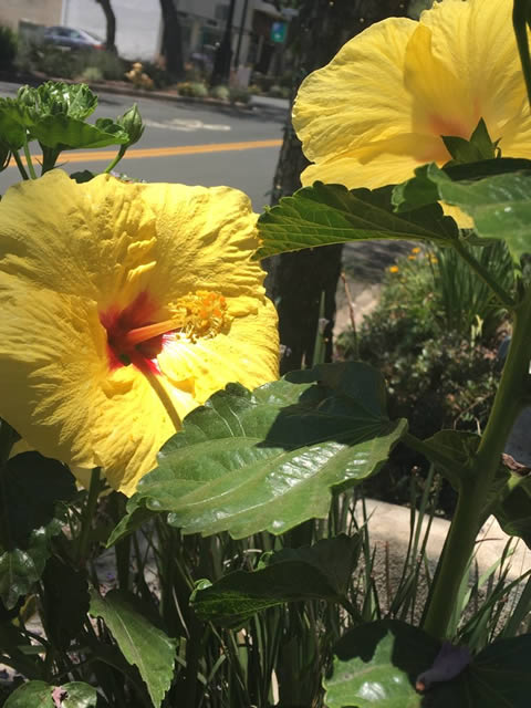 yellow flowers in Glendale/Montrose, California