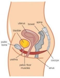 female pelvic floor